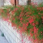 Guest house Mali Raj