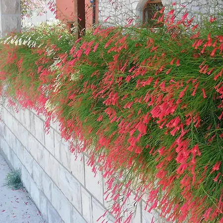 Guest house Mali Raj